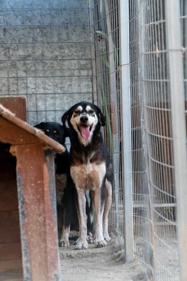 Tequila, Husky-Mix - Hündin