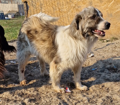 Tequilla, Herddenschutz - Mix - Rüde