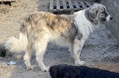 Tequilla, Herddenschutz - Mix - Rüde