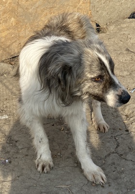 Tequilla, Herddenschutz - Mix - Rüde