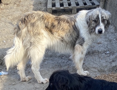 Tequilla, Mix - Rüde