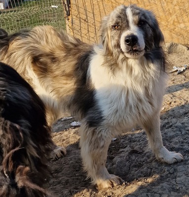 Tequilla, Mix - Rüde