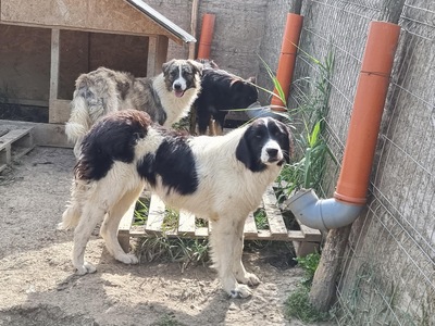 Tequilla, Mix - Rüde