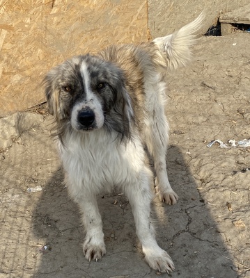 Tequilla, Mix - Rüde