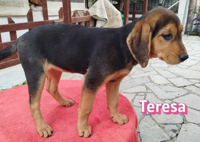 Teresa, Bracke Welpen - Hündin