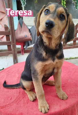 Teresa, Bracke Welpen - Hündin