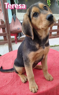 Teresa, Bracke Welpen - Hündin