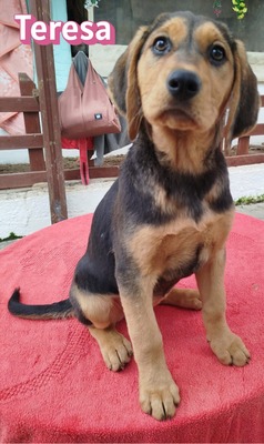 Teresa, Bracke Welpen - Hündin