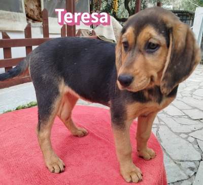 Teresa, Bracke Welpen - Hündin