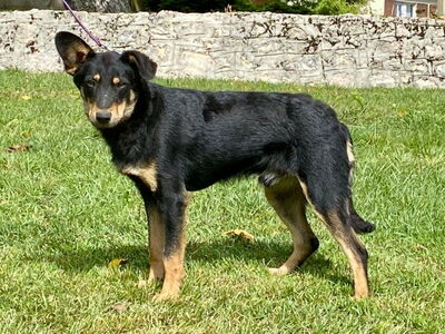 Teri wartet auf SIE, Mischling - Rüde