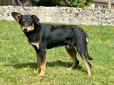 Teri wartet auf SIE, Mischling - Rüde