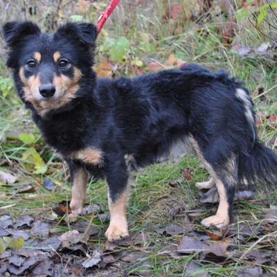 🌷Terka ist Menschen sehr zugetan und bindet sich leicht an sie und liebt sie von ganzem Herzen. 👈🏻, Mischling - Hündin