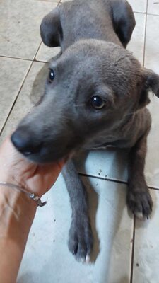 🌿 Terra – ein sanftes Herz auf der Suche nach Sicherheit und Liebe, Mischling - Hündin