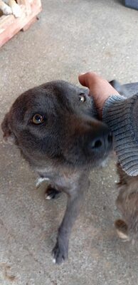 🌿 Terra – ein sanftes Herz auf der Suche nach Sicherheit und Liebe, Mischling - Hündin