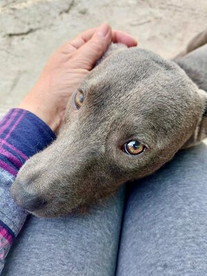 🌿 Terra – ein sanftes Herz auf der Suche nach Sicherheit und Liebe, Mischling - Hündin