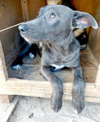 🌿 Terra – ein sanftes Herz auf der Suche nach Sicherheit und Liebe, Mischling - Hündin