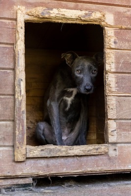 🌿 Terra – ein sanftes Herz auf der Suche nach Sicherheit und Liebe, Mischling - Hündin