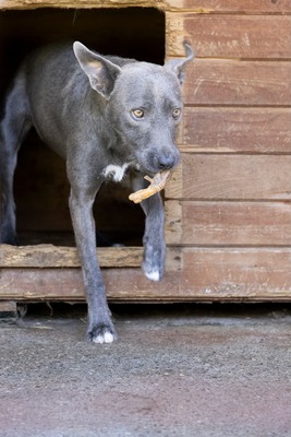 🌿 Terra – ein sanftes Herz auf der Suche nach Sicherheit und Liebe, Mischling - Hündin
