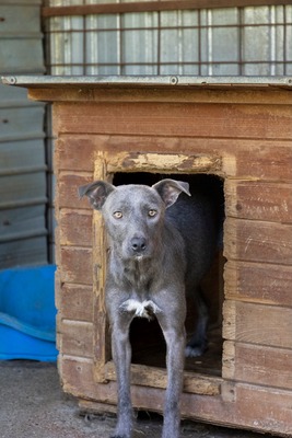 🌿 Terra – ein sanftes Herz auf der Suche nach Sicherheit und Liebe, Mischling - Hündin