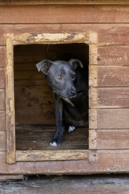 🌿 Terra – ein sanftes Herz auf der Suche nach Sicherheit und Liebe, Mischling - Hündin