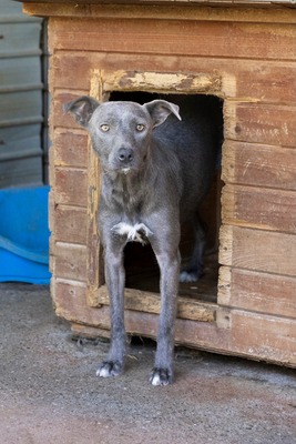 🌿 Terra – ein sanftes Herz auf der Suche nach Sicherheit und Liebe, Mischling - Hündin