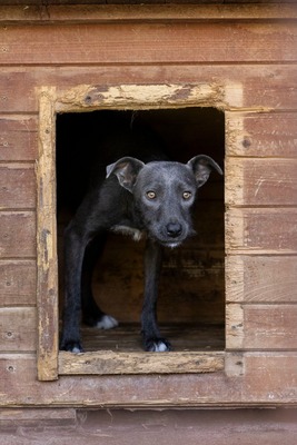 🌿 Terra – ein sanftes Herz auf der Suche nach Sicherheit und Liebe, Mischling - Hündin