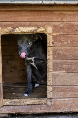🌿 Terra – ein sanftes Herz auf der Suche nach Sicherheit und Liebe, Mischling - Hündin