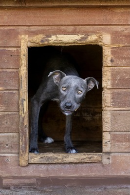 🌿 Terra – ein sanftes Herz auf der Suche nach Sicherheit und Liebe, Mischling - Hündin