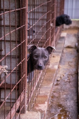 🌿 Terra – ein sanftes Herz auf der Suche nach Sicherheit und Liebe, Mischling - Hündin