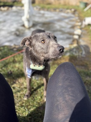 🌿 Terra, ein sanftes Herz auf der Suche nach Sicherheit und Liebe, Mischling - Hündin