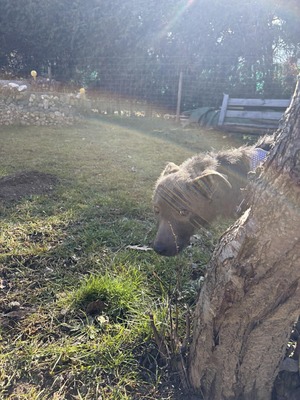 🌿 Terra, ein sanftes Herz auf der Suche nach Sicherheit und Liebe, Mischling - Hündin