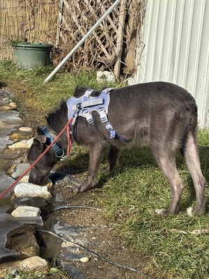 🌿 Terra, ein sanftes Herz auf der Suche nach Sicherheit und Liebe, Mischling - Hündin