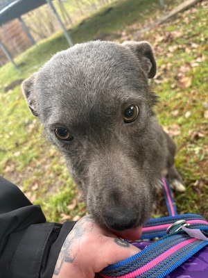 🌿 Terra, ein sanftes Herz auf der Suche nach Sicherheit und Liebe, Mischling - Hündin