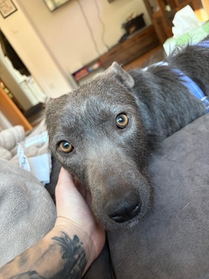 🌿 Terra, ein sanftes Herz auf der Suche nach Sicherheit und Liebe, Mischling - Hündin