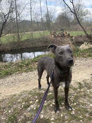 🌿 Terra – ein sanftes Herz auf der Suche nach Sicherheit und Liebe, Mischling - Hündin