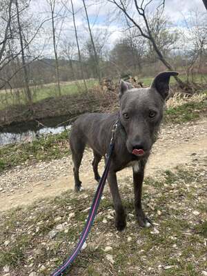 🌿 Terra – ein sanftes Herz auf der Suche nach Sicherheit und Liebe, Mischling - Hündin