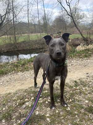 🌿 Terra – ein sanftes Herz auf der Suche nach Sicherheit und Liebe, Mischling - Hündin