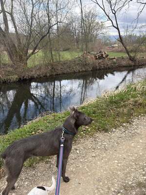 🌿 Terra – ein sanftes Herz auf der Suche nach Sicherheit und Liebe, Mischling - Hündin