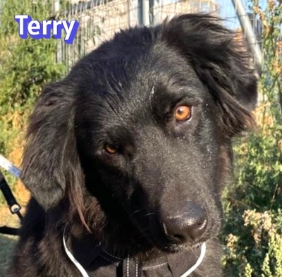 Terry, Mischling - Rüde