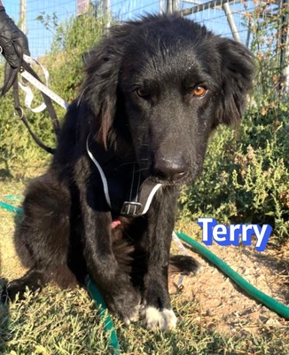 Terry, Mischling - Rüde