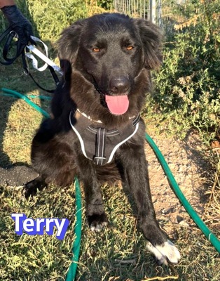 Terry, Mischling - Rüde