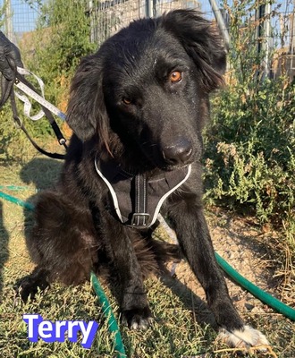 Terry, Mischling - Rüde