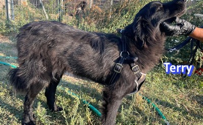 Terry, Mischling - Rüde