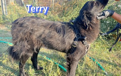 Terry, Mischling - Rüde