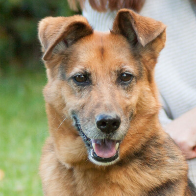 Tery, Mischling - Hündin