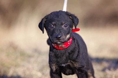 Tessa, Mischlingshündin Welpen - Hündin