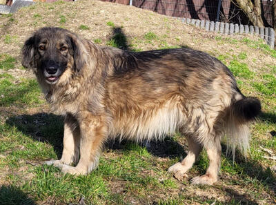 Tessa - NOTFALL Österreich, Mischling - Hündin