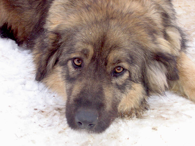 Tessa - NOTFALL Österreich, Mischling - Hündin