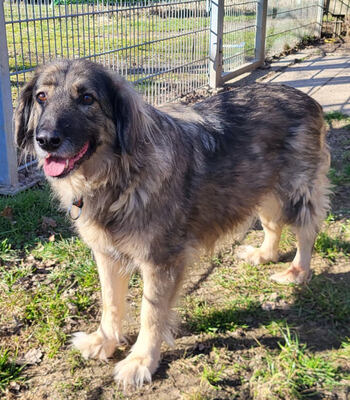 Tessa - NOTFALL Österreich, Mischling - Hündin