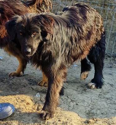 Tessi, Mix - Hündin